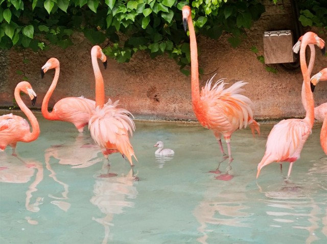 Baby Boom en Mundomar: nacen cinco polluelos de ibis escarlata y un flamenco en julio