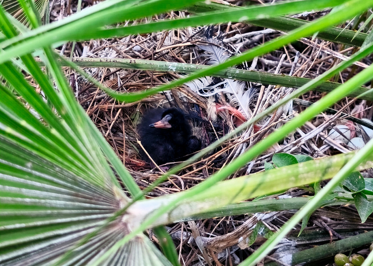 Ibis escarlata.