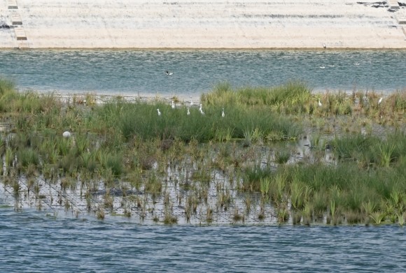 Ocho balsas de riego del Campo de Cartagena se transforman en refugios de biodiversidad para proteger el Mar Menor