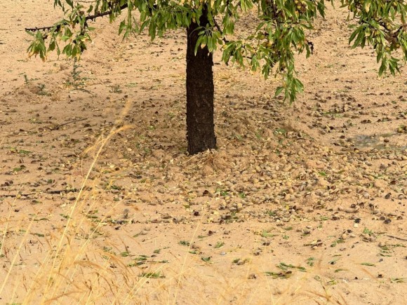 Más de 6.500 hectáreas de cultivo de la Región recibieron daño por la tormenta de granizo de este lunes