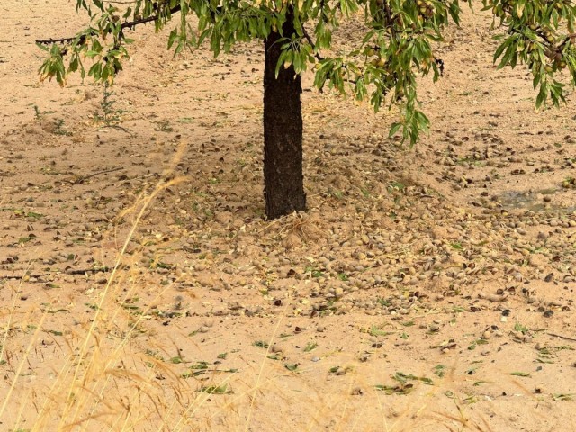Más de 6.500 hectáreas de cultivo de la Región recibieron daño por la tormenta de granizo de este lunes