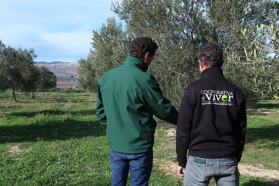 La Cooperativa de Viver alcanza una facturación récord de 17,88 millones de euros en 2025