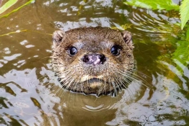 La nutria regresa a Alicante tras décadas de ausencia: es una especie vulnerable en la Comunitat