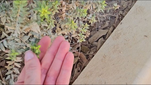 Alertan del estado de abandono de Las Alamedas en Lorca y exigen medidas contra el polvo y los baches