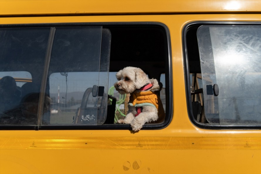 La Región de Murcia regulará el acceso de los animales de compañía al transporte público
