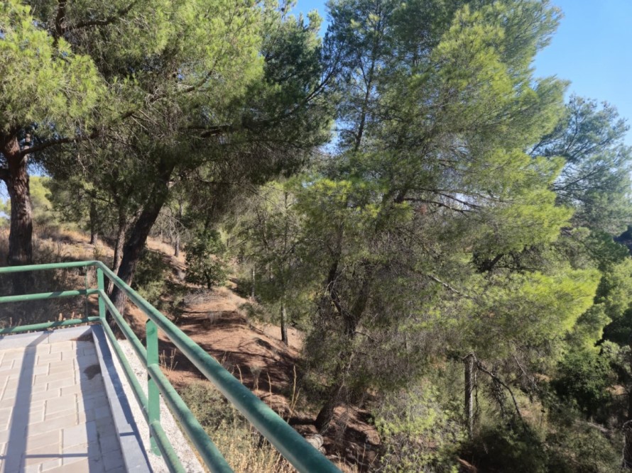 Así será el plan para proteger el carrascal del Majal Blanco de los efectos del cambio climático