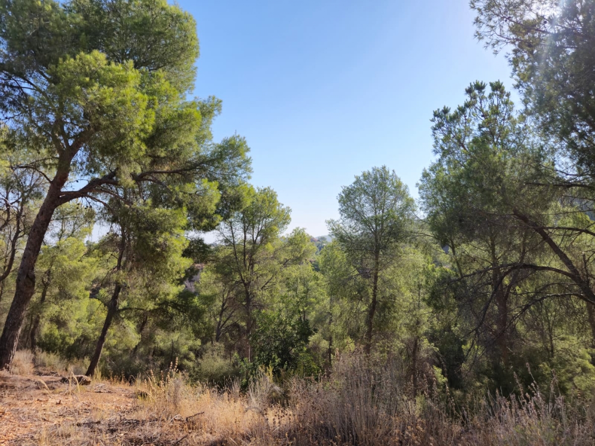  - Foto: AYTO DE MURCIA 