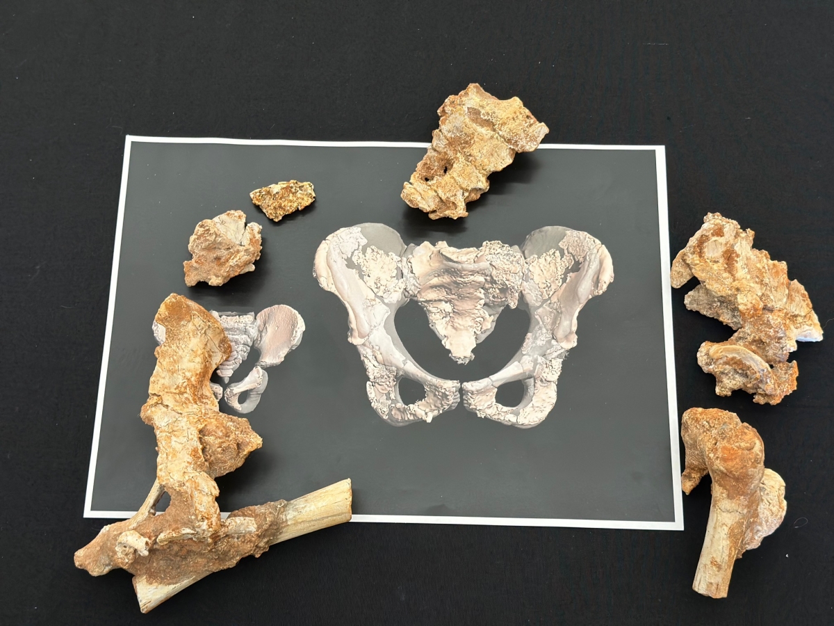 La pelvis de Paloma, una neandertal hallada en Torre Pacheco, desafía la teoría evolutiva establecida