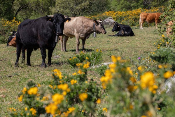 La Unió estima en más de un 60% el sobrecoste de la sequía para los ganaderos extensivos valencianos
