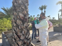 Murcia le declara la guerra al picudo rojo para proteger las más de 18.000 palmeras del municipio