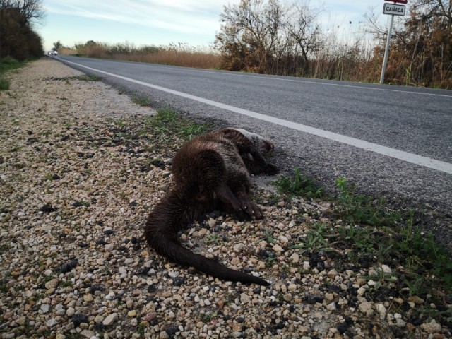 Ahsa reclama a la Generalitat medidas contra los atropellos de nutria en El Hondo de Elche
