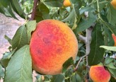Los agricultores de la Región de Murcia piden ayudas a los afectados por las tormentas