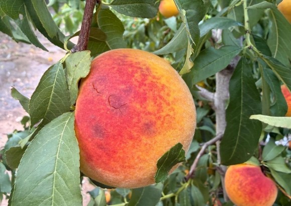 Los agricultores de la Región de Murcia piden ayudas a los afectados por las tormentas