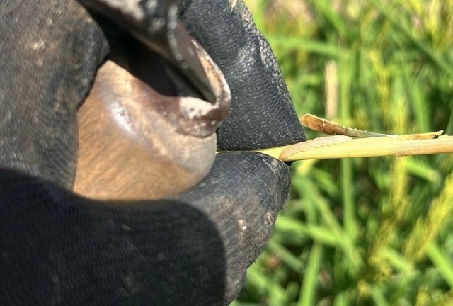 AVA-Asaja constata pérdidas de hasta el 34% por el 'cucat' en arrozales de la Albufera