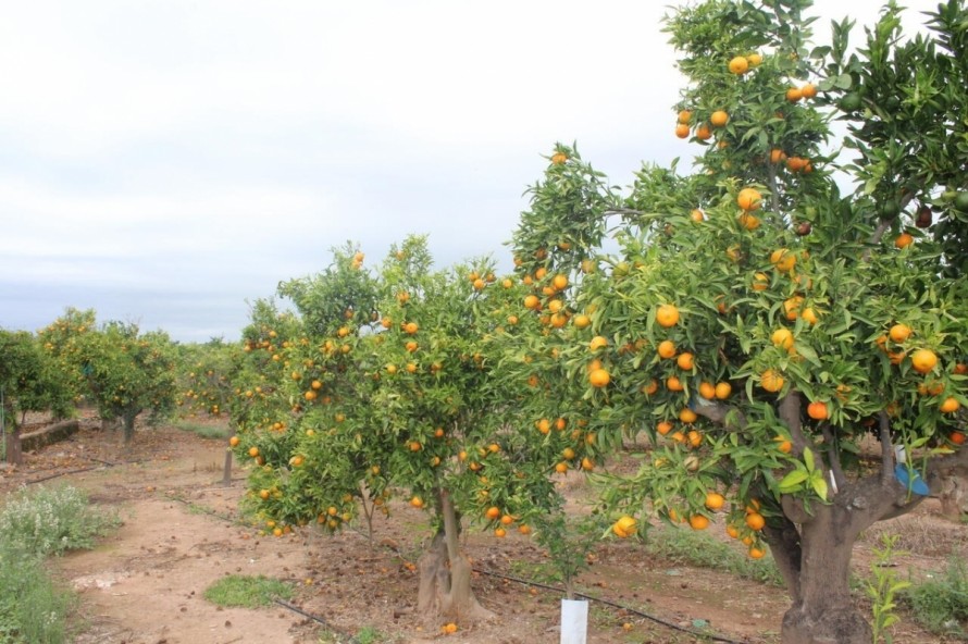 El efecto del calor en el cítrico: Castellón amplía los días de riego y teme una baja cosecha en la capital y Burriana por árboles viejos