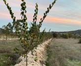 Sierra Espuña acoge un proyecto para reutilizar la lana local como acolchado natural en cultivos