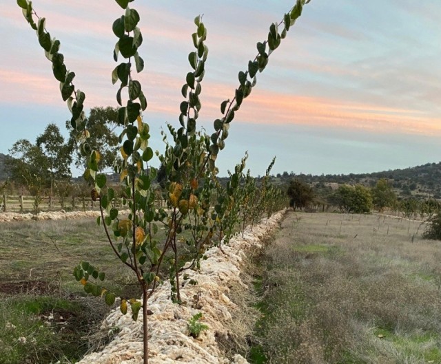Sierra Espuña acoge un proyecto para reutilizar la lana local como acolchado natural en cultivos