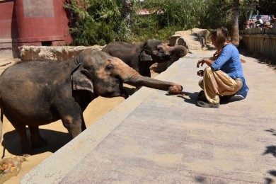 Terra Natura Benidorm sopla las velas por el 54 cumpleaños de su elefanta Petita