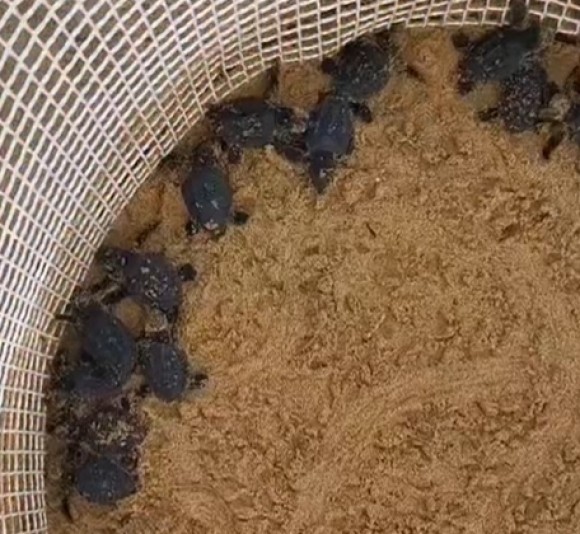 Comienzan a nacer las tortugas bobas de uno de los anidamientos registrados en Calblanque