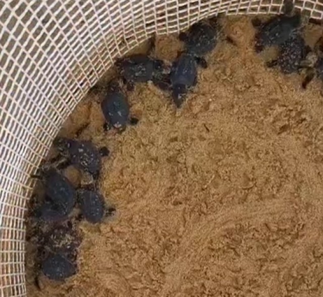 Comienzan a nacer las tortugas bobas de uno de los anidamientos registrados en Calblanque