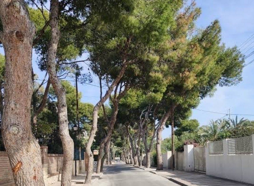 EU-UP pide un 'escudo' para el arbolado de El Campello: más control ante talas, obras y podas