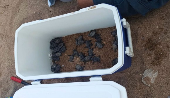 Nacen unas 70 crías de tortuga boba de un nido 'inadvertido' en una playa de La Vila Joiosa