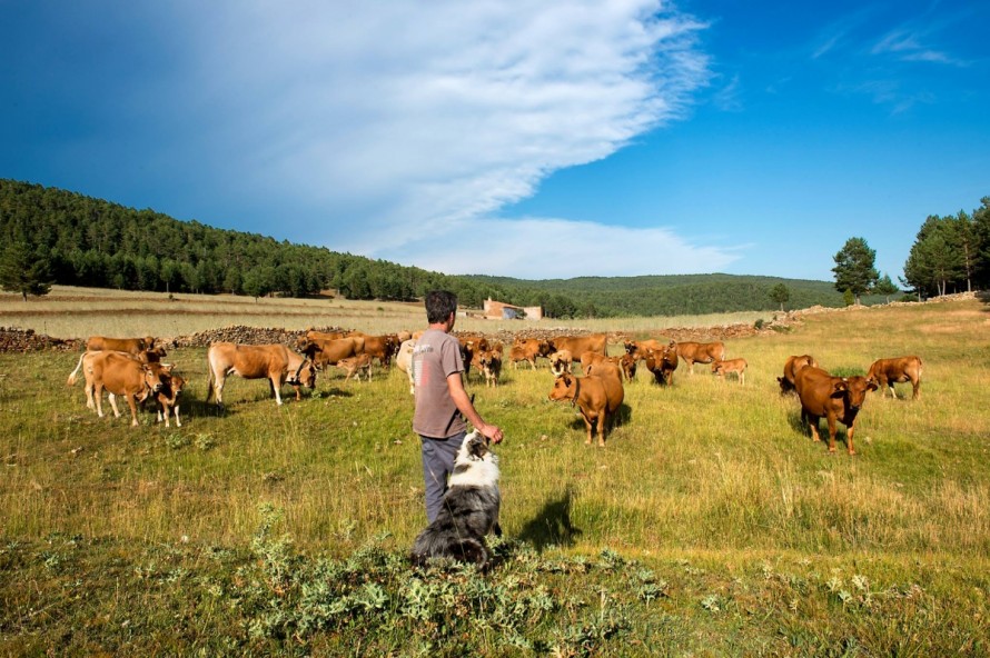 Castellón amplía su superficie ecológica y ya roza las 37.000 hectáreas: la ganadería extensiva y el olivar lideran la transformación