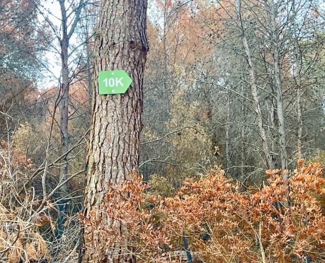 Betxí tramita una línea de ayudas para afrontar los daños del incendio de la Serra d'Espadà 