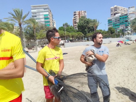 Rescatado un flamenco en la playa de La Albufereta de Alicante