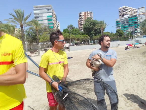 Rescatado un flamenco en la playa de La Albufereta de Alicante