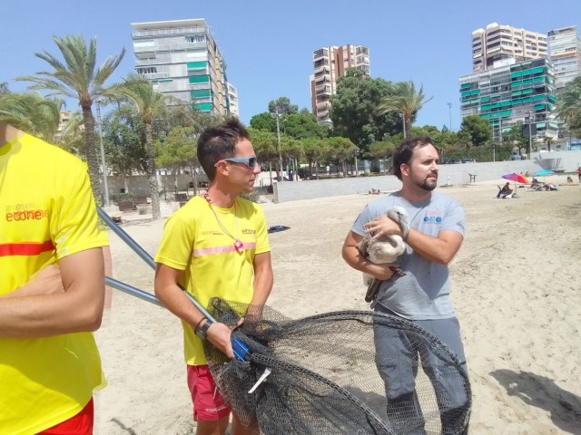 Rescatado un flamenco en la playa de La Albufereta de Alicante