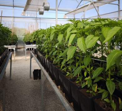 Agricultura aprueba 67 programas operativos con 41,9 millones para reforzar la competitividad del sector hortofrutícola