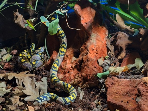 Terra Natura Benidorm incorpora una pareja de serpientes mandarinas para lograr su reproducción