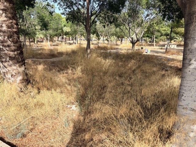 El PSOE de Elche lamenta el “absoluto abandono” de parques, jardines y espacios públicos en barrios