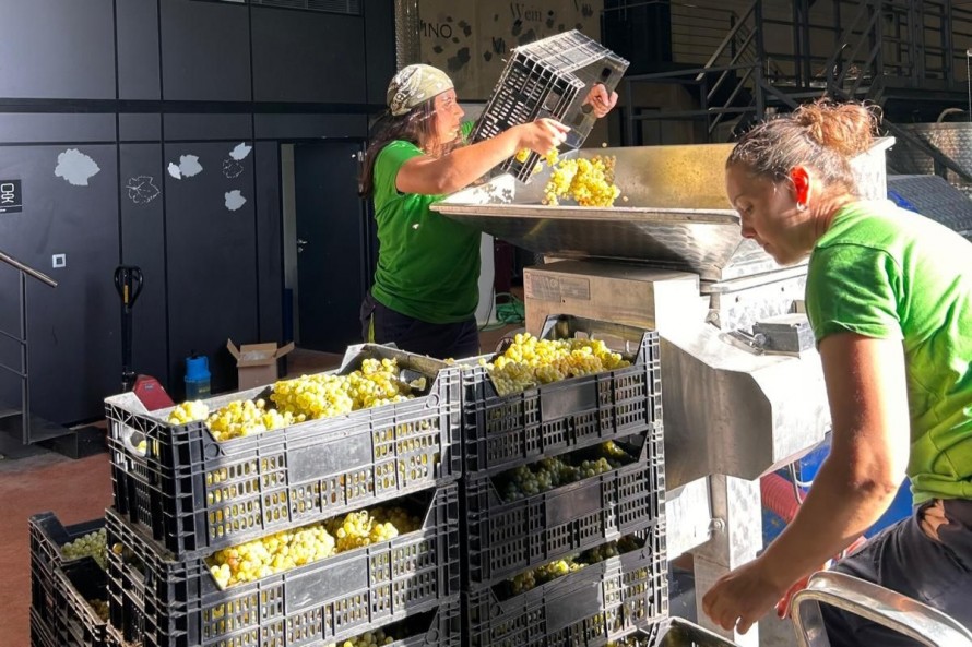 Castellón arranca una de las vendimias más tempranas de su historia