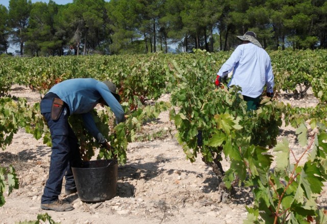 La vendimia más temprana de la historia de DO Valencia avanza con una 