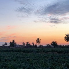 El Camp d'Elx sigue atrayendo iniciativas turísticas: proyecto de alojamiento rural en Algorós por 1,4 millones 