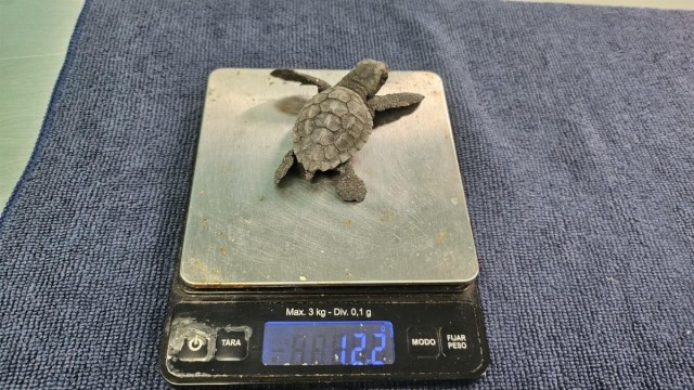 La Región recupera 136 ejemplares vivos de tortuga boba este verano