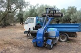 Castellón apunta a una mayor producción de aceite pero con costes al alza e incertidumbre por los precios