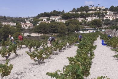 Vendimia en Alicante: el calor extremo forja una añada de escasez y calidad sublime