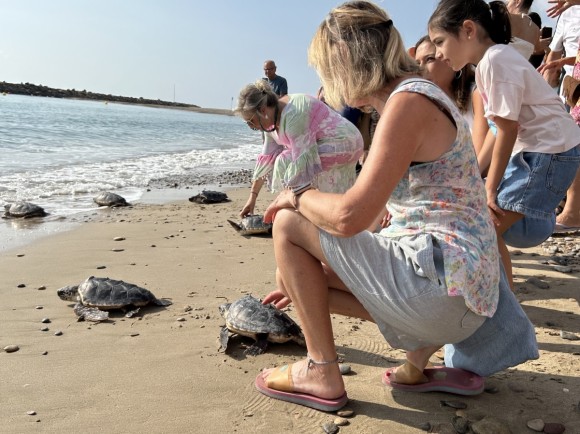 Diez tortugas boba nacidas en Almassora vuelven al mar tras un año de cuidados en la Fundación Azul Marino