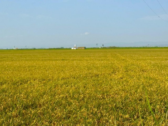 Empieza la campaña de recogida de la paja del arroz en València para ayudar a agricultores