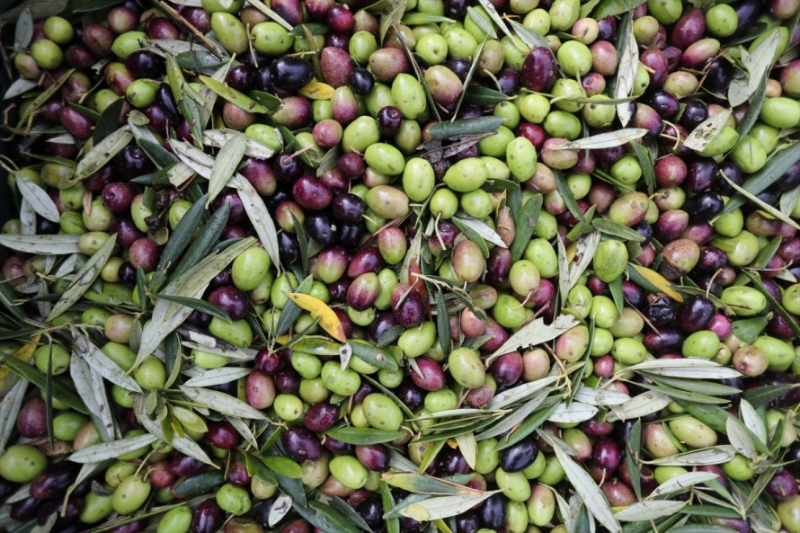 Las exportaciones agroalimentarias españolas a EEUU caen un 10% en 2025 por los aranceles