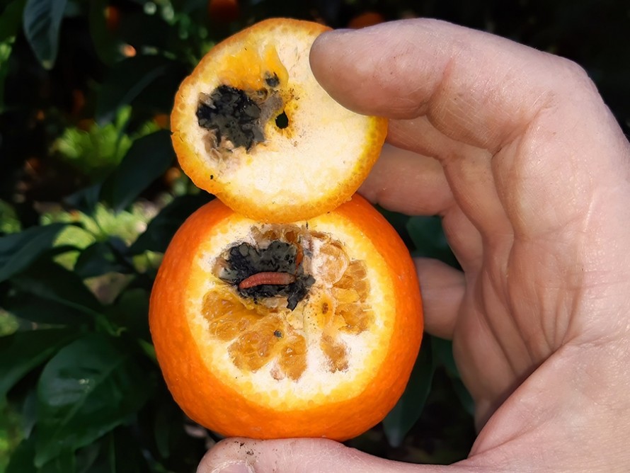 La UE intercepta de nuevo naranjas de Sudáfrica con falsa polilla: AVA reclama a la UE que vigile el tratamiento en frío