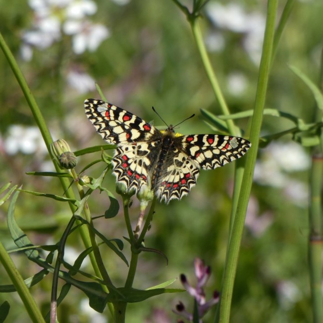 Las mariposas revolotean en la BRMU: una muestra fotográfica descubre las especies que llenan de color la Región