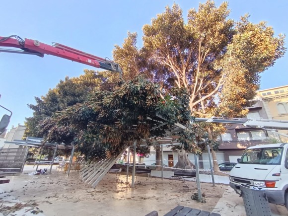Novelda cierra parte de La Glorieta tras la segunda caída de una gran rama de un ficus desde agosto
