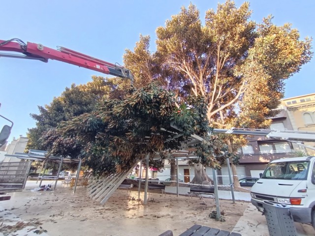 Novelda cierra parte de La Glorieta tras la segunda caída de una gran rama de un ficus desde agosto