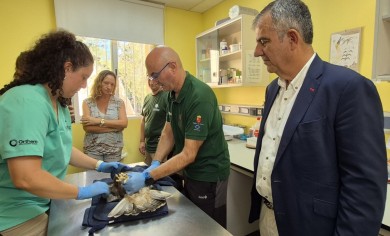El Centro de Recuperación de Fauna Silvestre de El Valle atendió a 4.393 animales en 2025, un 41% más que un año antes