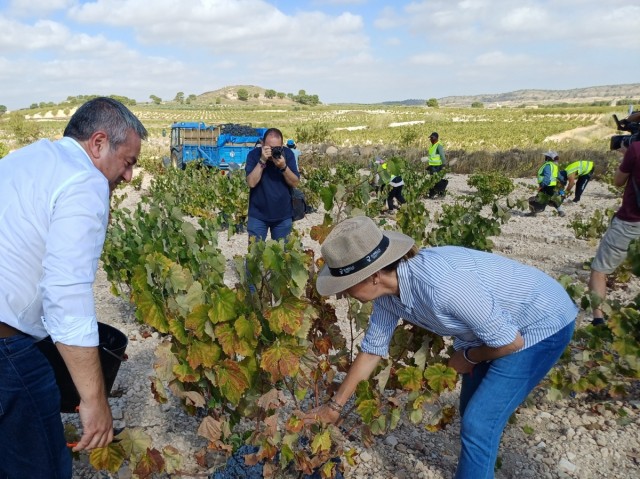 La vendimia resucita en la Región: la producción de uva crecerá un 15,9%