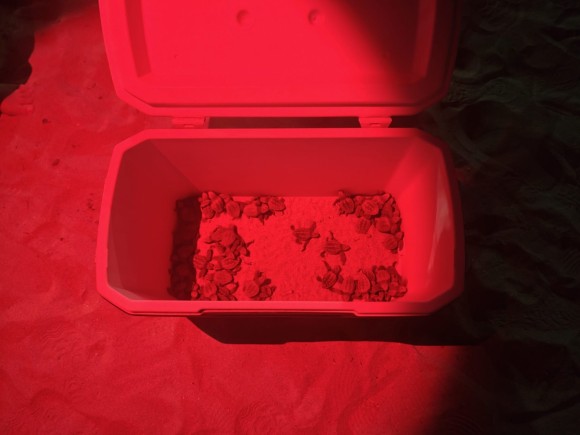 45 tortugas nacen de madrugada en una playa de El Campello y aún podrían eclosionar más huevos